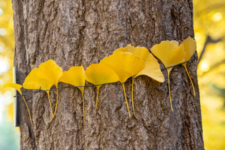 Gingko leave tight around the tree and show yellow autumn color
