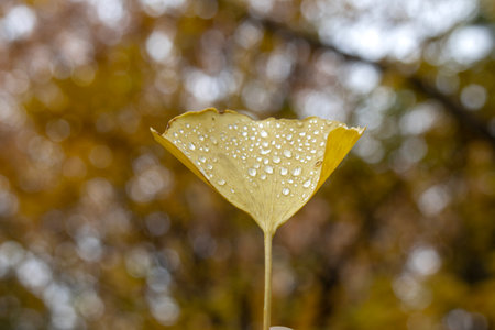 Yellow autumn leaves flutter in the breeze, creating a vibrant, golden blanket across the ground.