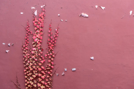 Colourful plants grow on the red wall inside the Forbidden City, Beijing