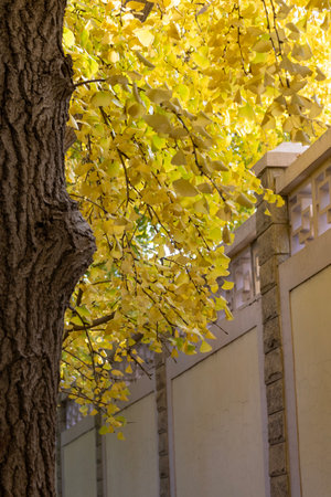 Beautiful yellow ginkgo leaves along Diaoyutai Ginkgo Avenue in Beijing during autumn session....