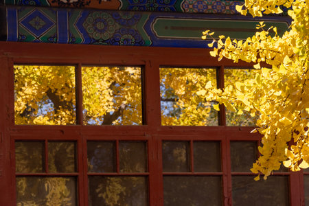 Yellow Gingko leaves reflect on the glass window of building inside Confucius Temple and The...
