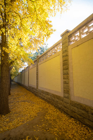 Beautiful yellow ginkgo leaves along Diaoyutai Ginkgo Avenue in Beijing during autumn session. Diaoyutai Ginkgo Avenue, with golden ginkgo trees, attracts many people to come and enjoy autumnの写真素材