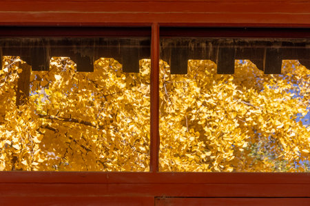 Yellow Gingko leaves reflect on the glass window of building inside Confucius Temple and The Imperial College Museumの写真素材