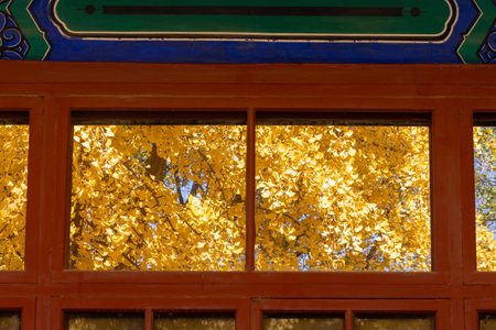 Yellow Gingko leaves reflect on the glass window of building inside Confucius Temple and The Imperial College Museumの写真素材
