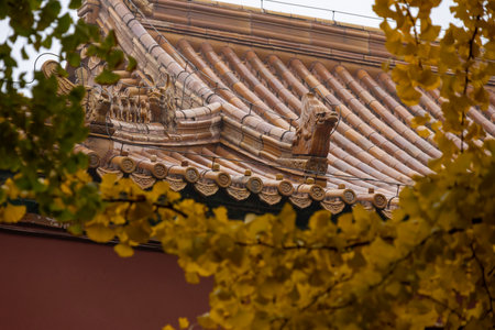 Roof of the Forbidden city building behind green and yellow autumn leavesの写真素材