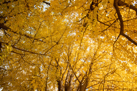 Yellow Ginkgo leavae in Yuanmingyuan Garden in Beijing , Chinaの写真素材