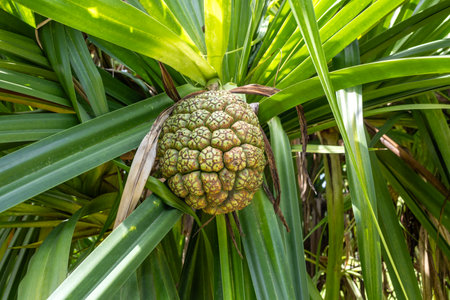 Tropical Pandanus tree with fruit in a garden