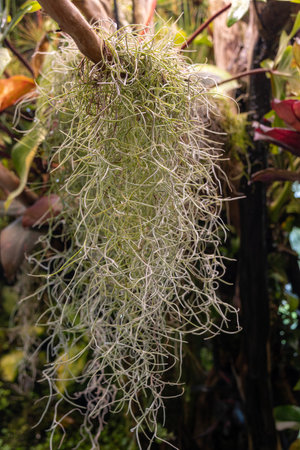 Roots of Spanish moss hang from a dried wood