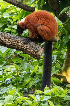 Red ruffed lemurs, native to Madagascar, resting on the branch in Singapore zoo