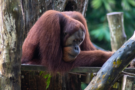 Bornean Orangutan or Pongo pygmaeus in zooの写真素材