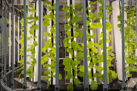 Hydroponics organic vegetable at greenhouse with led light. Smart robotic farmers concept