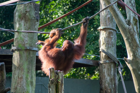 Orangutan with funny pose swinging on a ropeの写真素材