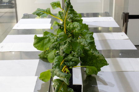 Hydroponics organic vegetable at greenhouse with led light. Smart robotic farmers concept