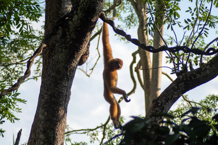 The Buff-cheeked Gibbon (Nomascus gabriellae) in  the Singapore Zoo. It is a Southeast Asian primate...