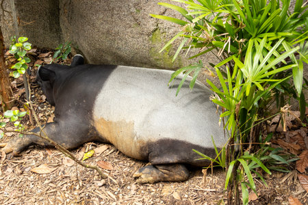 Malayan tapir rests  under the shade. It is native to Southeast Asia from the Malay Peninsula to Sumatraの写真素材