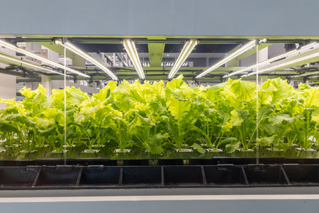 Hydroponics organic vegetable at greenhouse with led light. Smart robotic farmers concept