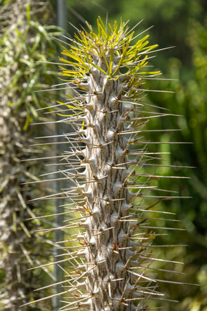Close up of didierea madagascariensis plant.の写真素材