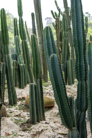 Cacti and succulent garden at  Xianhu Botanical Garden in Shenzhen, China. Wonderful assortment of cacti, aloe, agave and other plants.の写真素材