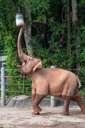 Asia elephant reaching for food from the hanging bucket in Singapore zoo. Asian Elephants at Singapore Zooの写真素材