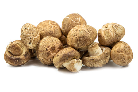 Raw shitake mushroom isolated on white background. Shiitake mushrooms are a good source of B vitamins and vitamin Dの写真素材