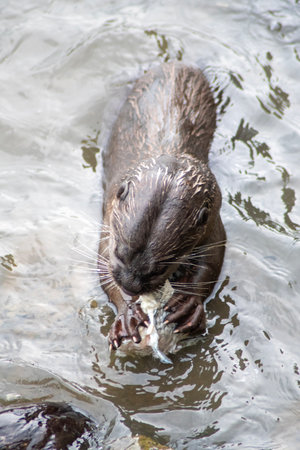 Smooth-coated otters catch a fish in the Singapore river. Singapore has seen a growing otter population and increasing encounters between humans and smooth-coated otters in recent years.の写真素材