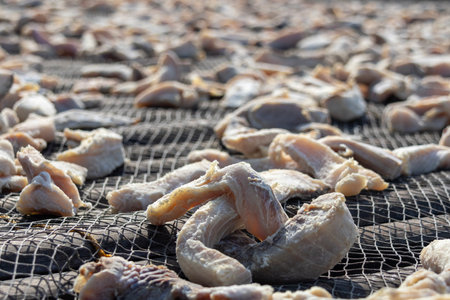 Drying salted fish under the hot sun. It is a traditional preservation method that reduces moisture content, inhibiting microbial growth and spoilageの写真素材