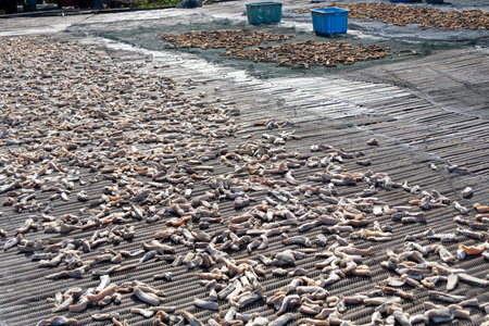 Drying salted fish under the hot sun. It is a traditional preservation method that reduces moisture content, inhibiting microbial growth and spoilageの写真素材