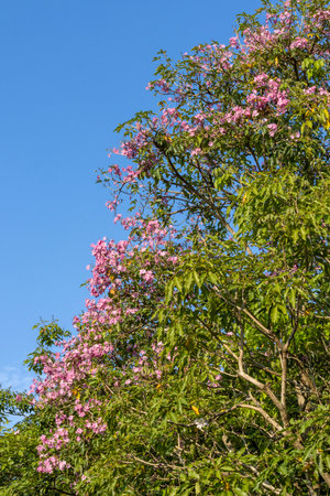 The trumpet trees  are blooming all over Singapore  Pink trumpet flowersの写真素材