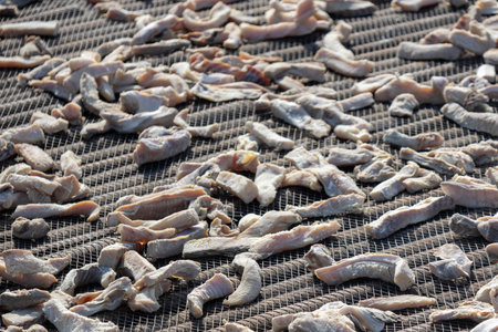 Drying salted fish under the hot sun. It is a traditional preservation method that reduces moisture content, inhibiting microbial growth and spoilageの写真素材