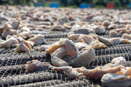 Drying salted fish under the hot sun. It is a traditional preservation method that reduces moisture content, inhibiting microbial growth and spoilageの写真素材