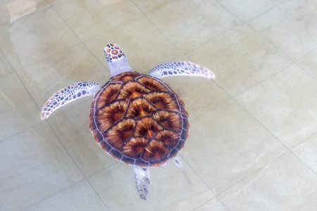 A sea turtle swims in the pool inside the conservation center in Malaysiaの写真素材