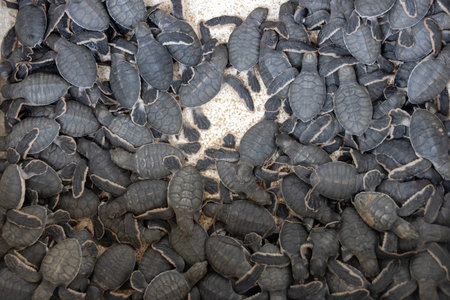 Newborn sea turtles to be released into the ocean shortly after hatchingの写真素材