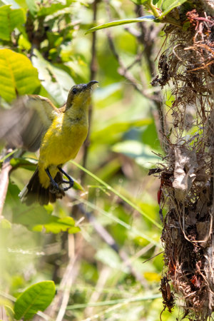 Golden-bellied gerygone with the nest. The golden-bellied gerygone is a species of bird in the family Acanthizidaeの写真素材
