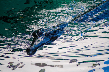 False Gharial (Tomistoma Schlegelii, Malayan Gharial, Sunda Gharial) is a crocodilian species native to Borneo, Malaysia, Singapore and Sumatraの写真素材