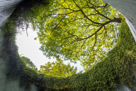 Fort Canning Tree Tunnel in Singapore. It is a vehicular tunnel and one of the iconic photo spots in...