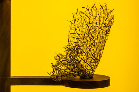 Coral displayed with yellow backgroundの写真素材