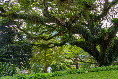 Giant heritage tree inside the Fort Canning Park, Singapore. Heritage Trees are a special group of trees noted for their botanical, social, historical, aesthetic and/ or cultural significance.の写真素材