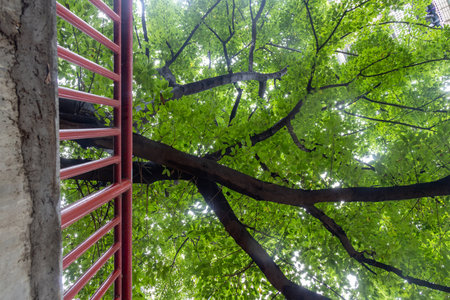 View of Linhua Road Residential Complex in Chongqing, China. It is the most authentic old Chongqing residential area,  famous for its complex and colourful pathwaysの写真素材