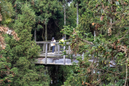 Chongqing, China-4 Nov 2025: Fairy Mountain Treetop Walk located at Fairy Mountain National Forest Park in Wulong, Chongqing, China. A high-altitude walkway that meanders through the forest canopyのeditorial素材