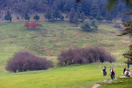 Chongqing, China-4 Nov 2025: Fairy Mountain Grassland is located in Chongqing, China. It is known for its rare alpine meadows, is also famous for its forestsのeditorial素材