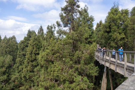 Chongqing, China-4 Nov 2025: Fairy Mountain Treetop Walk located at Fairy Mountain National Forest Park in Wulong, Chongqing, China. A high-altitude walkway that meanders through the forest canopyのeditorial素材
