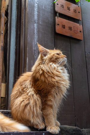 Chongqing, China- 10 Nov 2025: Cute and furry cat  in Ciqikou ancient town, Chongqing, China.  The old town on the outskirts of Chongqing has been rejuvenated and turned into a tourist attractionのeditorial素材