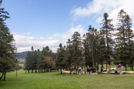 Chongqing, China-11 Nov 2025: Fairy Mountain Grassland is located in Chongqing, China. It is known for its rare alpine meadows, is also famous for its forestsのeditorial素材