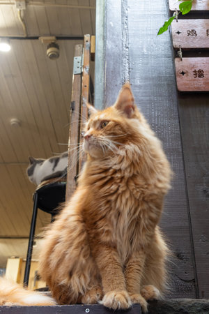 Chongqing, China- 10 Nov 2025: Cute and furry cat  in Ciqikou ancient town, Chongqing, China.  The old town on the outskirts of Chongqing has been rejuvenated and turned into a tourist attractionのeditorial素材