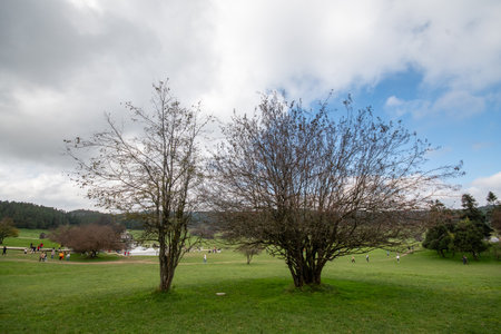 Chongqing, China-11 Nov 2025: Fairy Mountain Grassland is located in Chongqing, China. It is known for its rare alpine meadows, is also famous for its forestsのeditorial素材