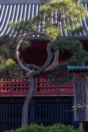 Tokyo, Japan- 17 Dec 2025: The Moon Pine Tree at Kiyomizu-Kannondo pavilion located inside the Ueno Park in Tokyo. Tt stands on the high ground that overlooks the Shinobazu Pond inside Ueno Parkのeditorial素材