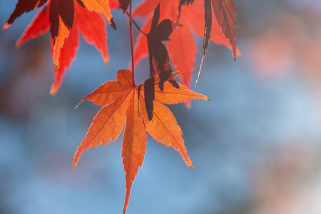 Beautiful red maple leave with light from the back