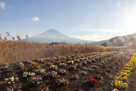 Sunset view of Mount Fuji from garden at Oishi Park along the Lake Kawaguchi in Japan. Oishi Park offers superb view of both the lake and Mount Fuji at the same timeの写真素材