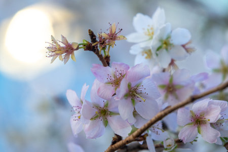 Winter cherry blossoms or Fuyuzakura. The fuyuzakura generally bloom from around the end of October...