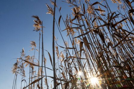 Golden flowing dried reed grass flowers during the sunset, creating beautiful, tranquil autumn...